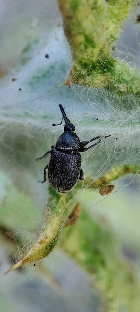 Rhinusa asellus - szőrcsillagos ökörfarkkóró-ormányos