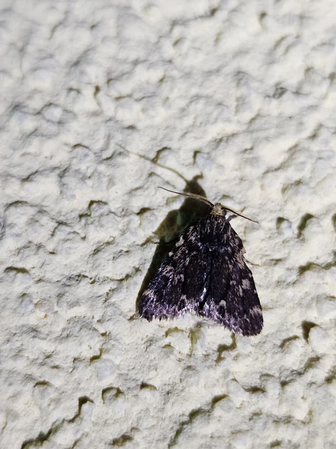Aglossa signicostalis - hangyailonca