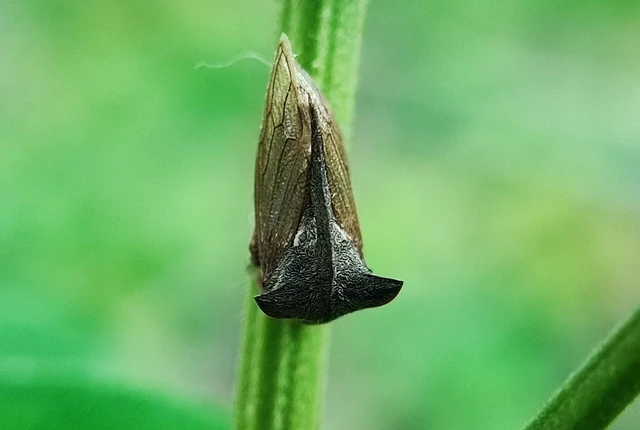 Centrotus cornutus - szarvaskabóca