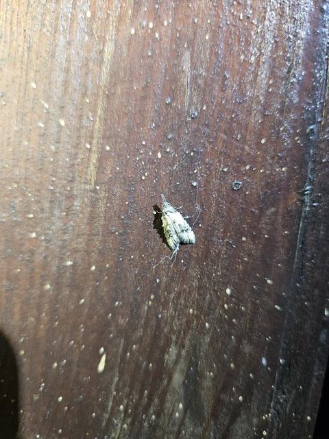 Carposina scirrhosella - közönséges csipkebogyómoly