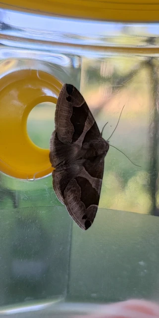 Dysgonia algira - déli porcelánbagoly