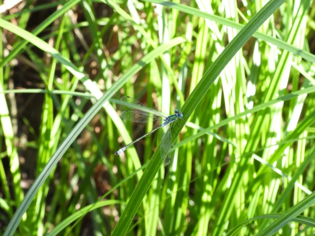 Lestes dryas - réti rablószitakötő Lestes dryas - réti rablószitakötő