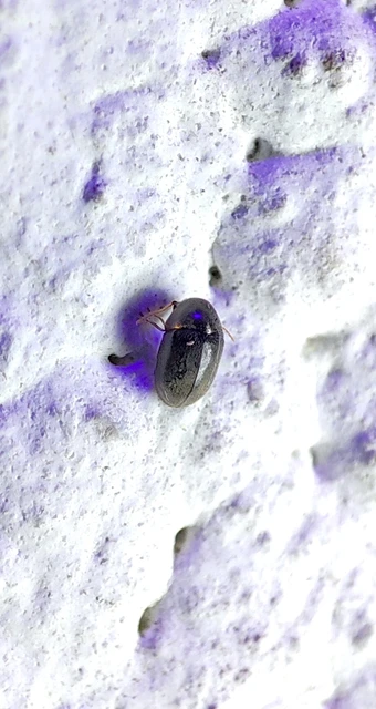 Ptinidae - tolvajbogarak