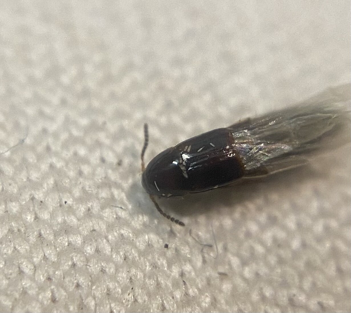 Mycetoporus longulus - nyurga gombászholyva