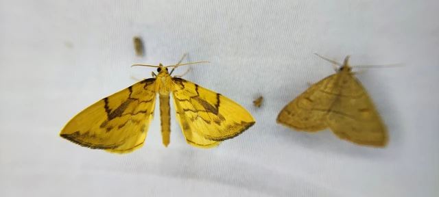 Eulithis pyraliata - sárga galajaraszoló