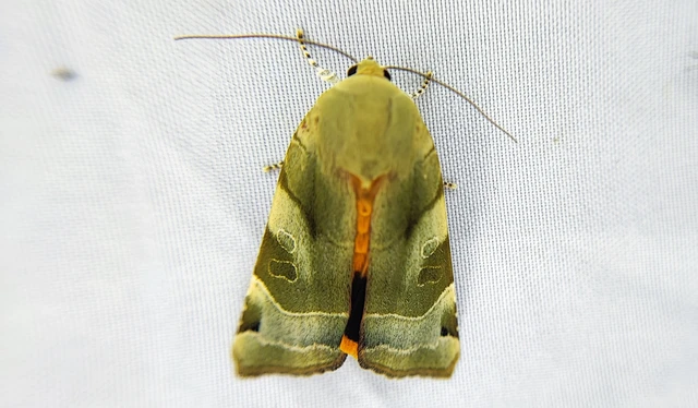 Noctua fimbriata - szélessávú sárgafűbagoly