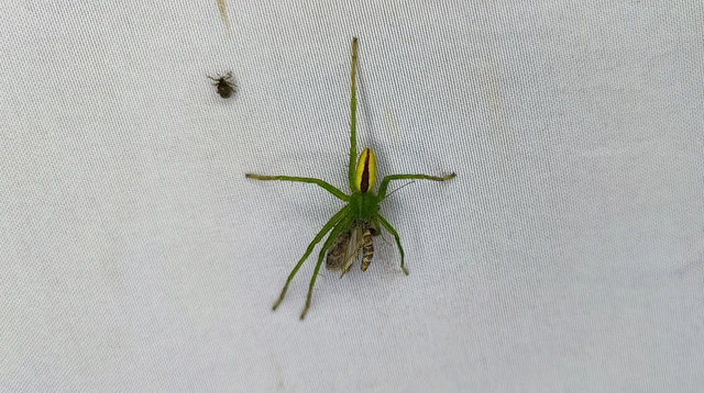 Micrommata virescens - hunyópók