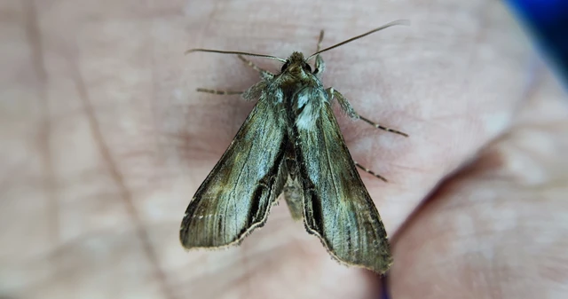 Shargacucullia prenanthis - tavaszi görvélyfű-csuklyásbagoly
