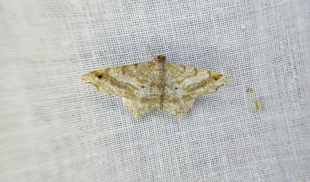 Macaria alternata - közönséges szürkearaszoló