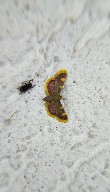 Hypsopygia costalis - szénailonca