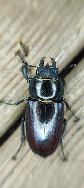 Lucanus cervus - nagy szarvasbogár