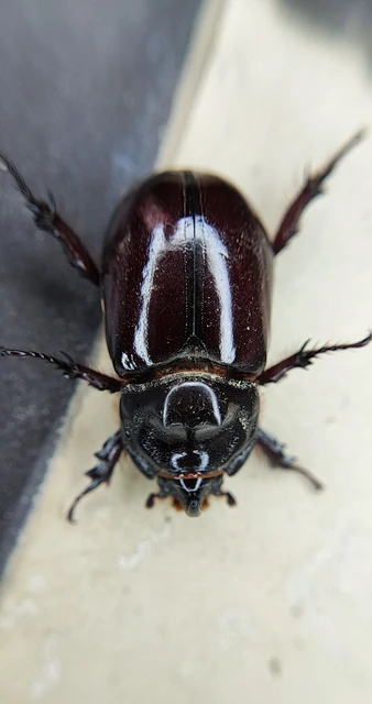 Oryctes nasicornis - orrszarvú bogár