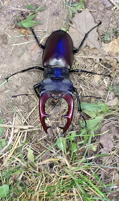Lucanus cervus - nagy szarvasbogár