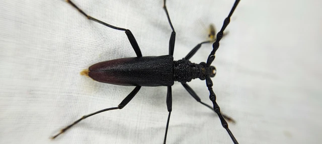 Cerambyx cerdo - nagy hőscincér