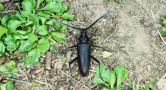 Cerambyx cerdo - nagy hőscincér