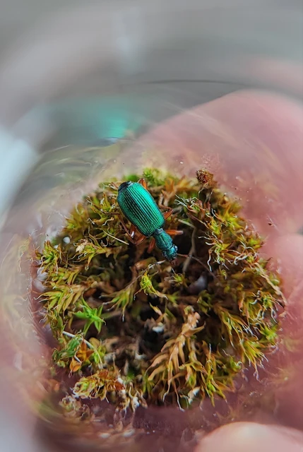 Drypta dentata - atlaszfutó