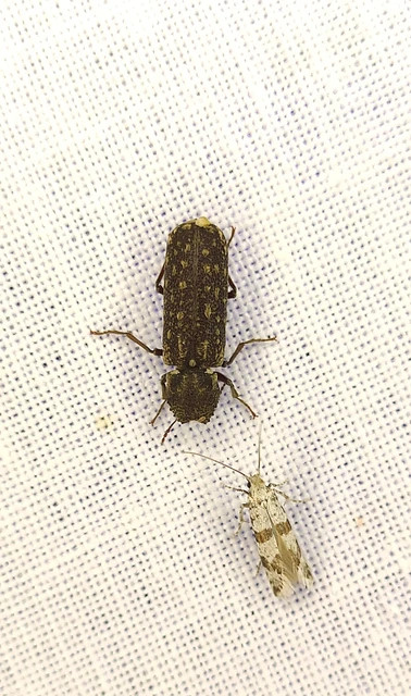 Lichenophanes varius - tarka csuklyásszú
