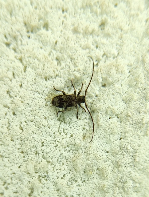 Exocentrus adspersus - tölgyfa-rőzsecincér