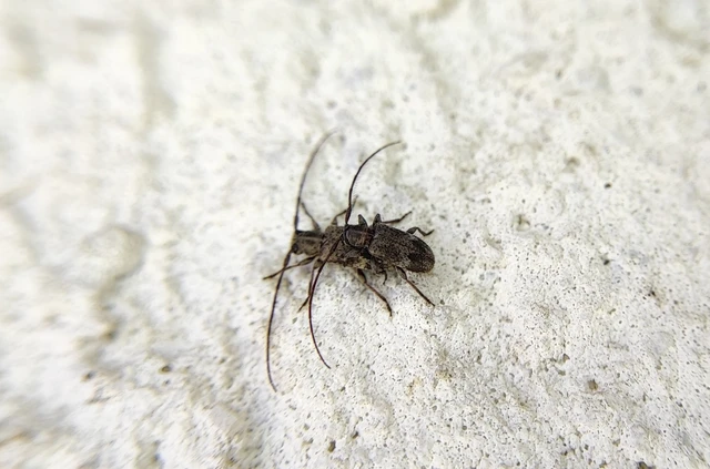 Exocentrus adspersus - tölgyfa-rőzsecincér