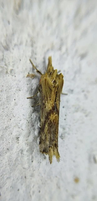 Pterostoma palpina - csőrös púposszövő