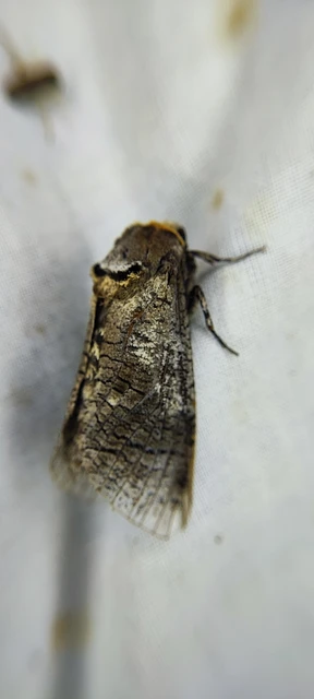 Cossus cossus - fűzfarontólepke
