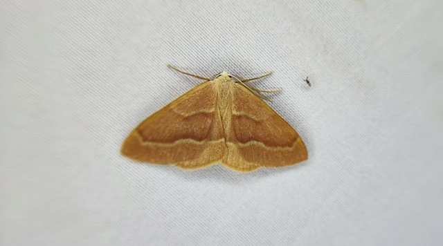 Hylaea fasciaria - erdeifenyő-sávosaraszoló