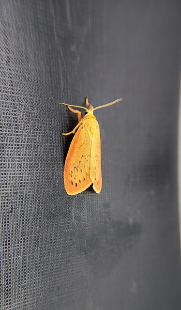 Miltochrista miniata - piros medvelepke