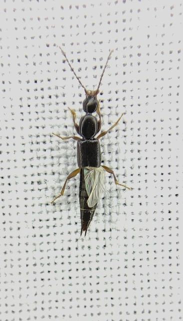 Tetartopeus rufonitidus - mocsári mocsárholyva