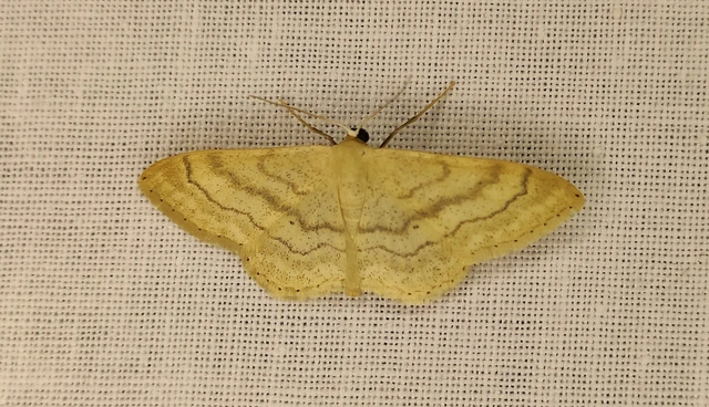 Idaea deversaria - egyszínű sávosaraszoló