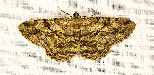 Peribatodes rhomboidaria - ékköves faaraszoló