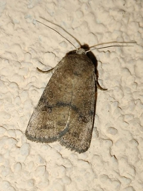 Hoplodrina octogenaria - barna selymesbagoly