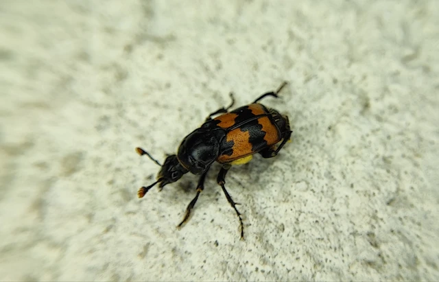 Silphidae - dögbogárfélék