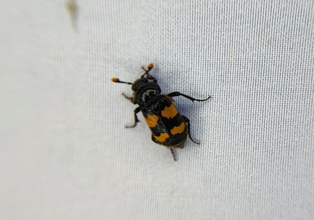 Silphidae - dögbogárfélék