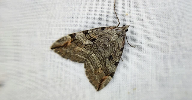 Aplocera efformata/plagiata