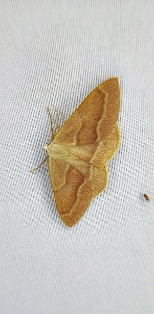 Hylaea fasciaria - erdeifenyő-sávosaraszoló