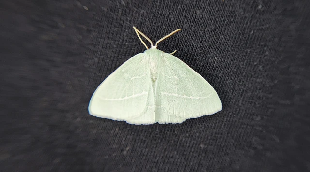 Hemistola chrysoprasaria - kékes zöldaraszoló