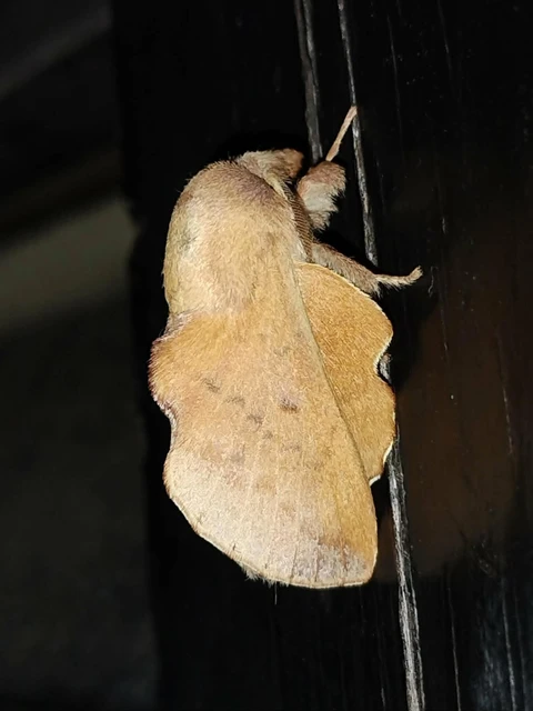 Phyllodesma tremulifolia - nyárlevélpohók
