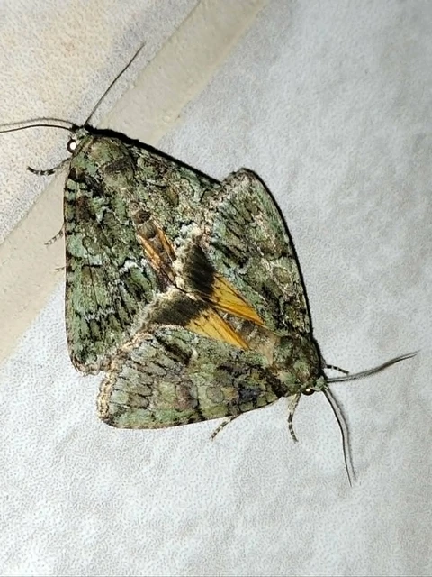 Polyphaenis sericata - selyemfényű erdeibagoly