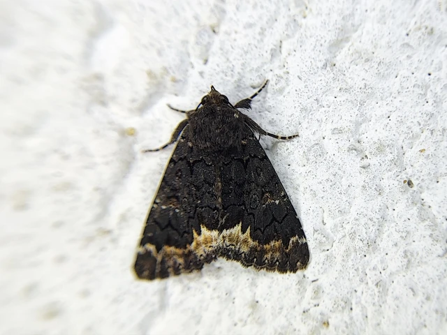 Catephia alchymista - fekete övesbagoly
