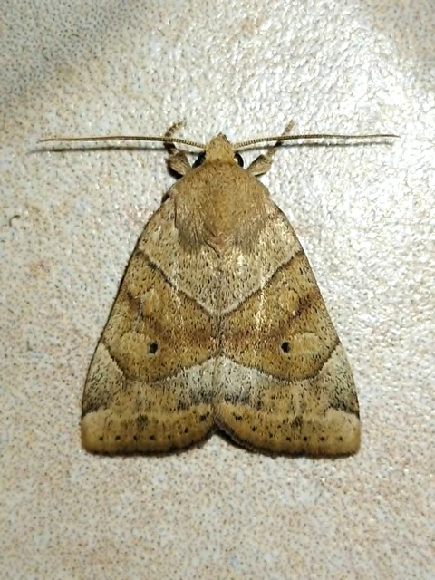 Cosmia trapezina - közönséges lombbagoly