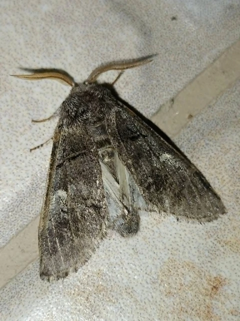 Drymonia querna - tölgyfa-púposszövő