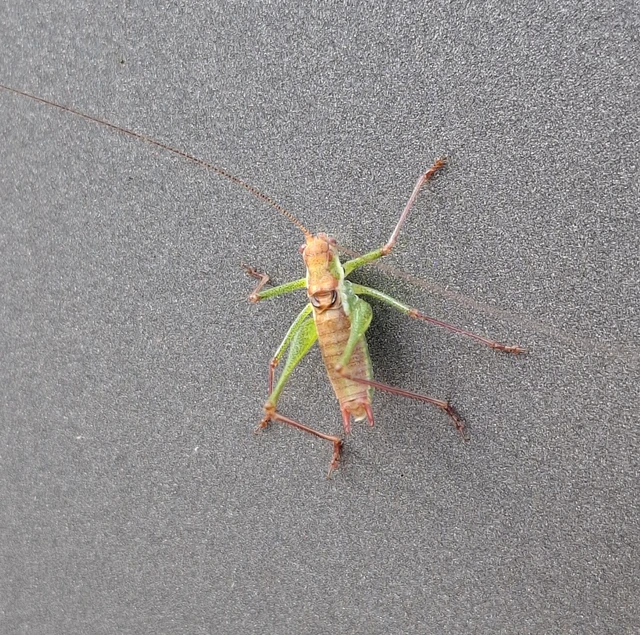 Leptophyes albovittata - közönséges virágszöcske Leptophyes albovittata - közönséges virágszöcske