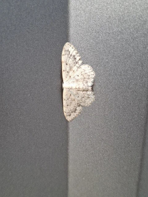 Scopula marginepunctata - pettyes sávosaraszoló