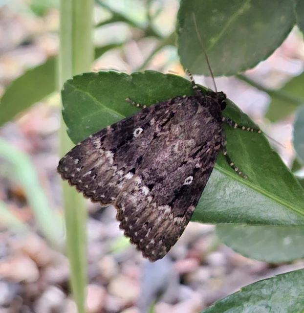 Amphipyra berbera/pyramidea