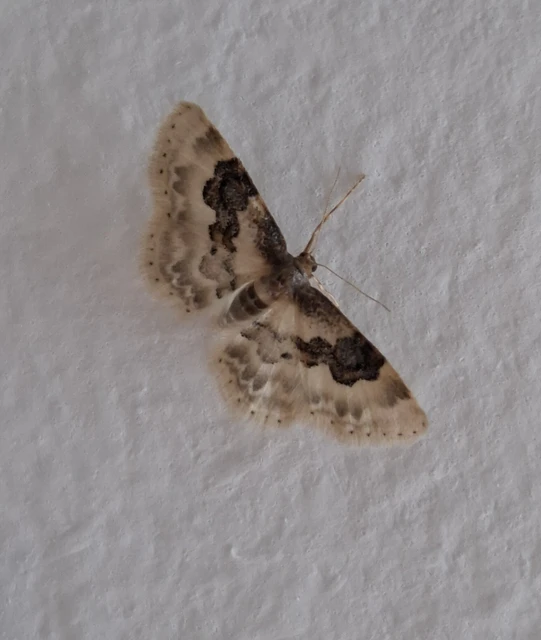 Idaea rusticata - tarka apróaraszoló