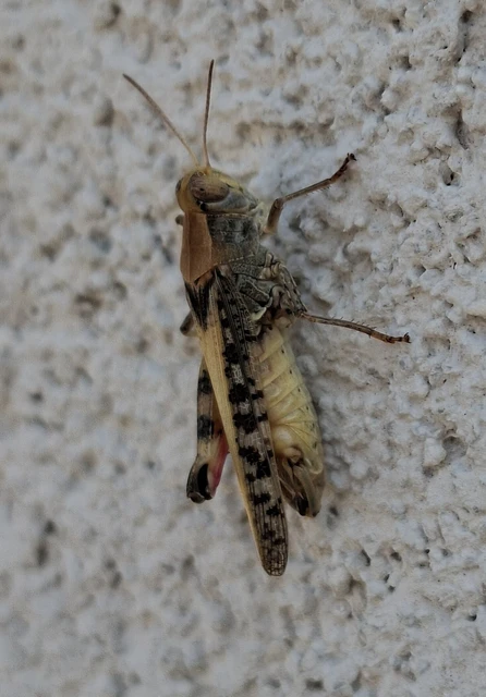 Calliptamus italicus - olaszsáska