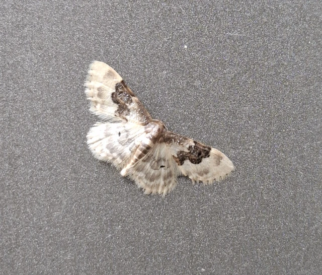 Idaea rusticata - tarka apróaraszoló