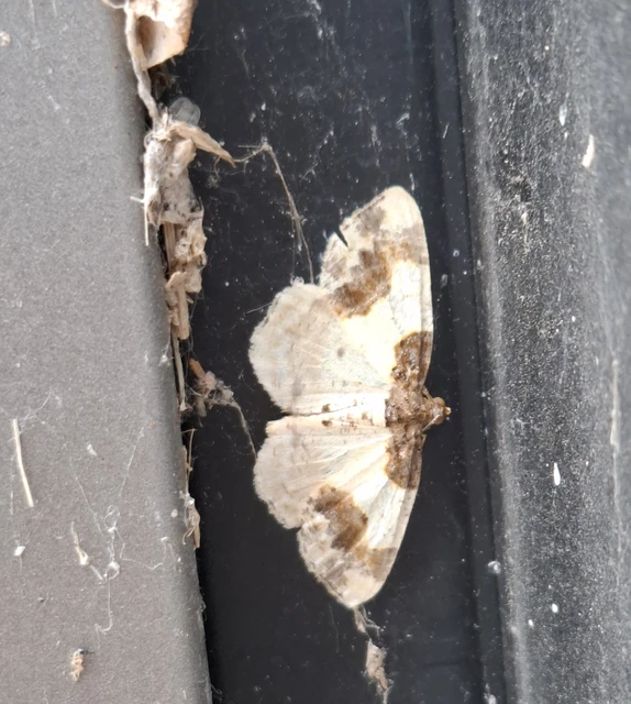 Ligdia adustata - barna levélaraszoló