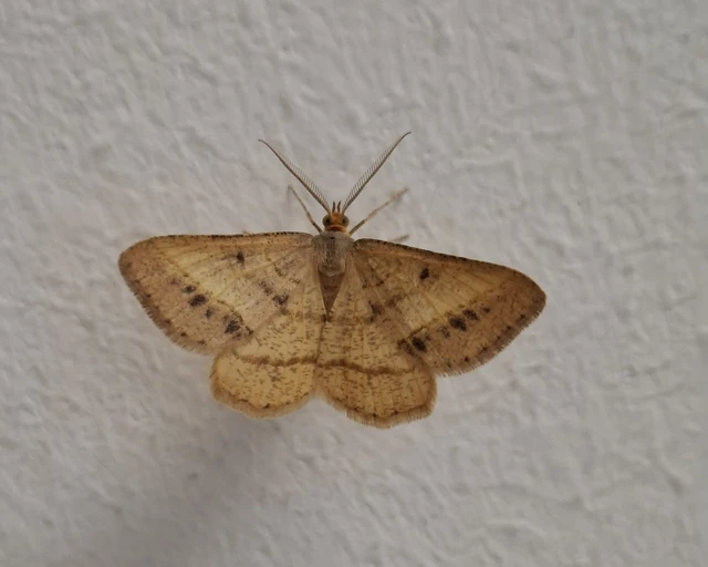 Tephrina arenacearia - lucerna-araszoló