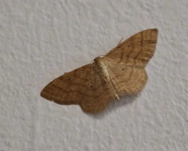 Idaea rufaria - vörhenyes sávosaraszoló